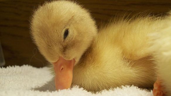 800px-Baby_Duck